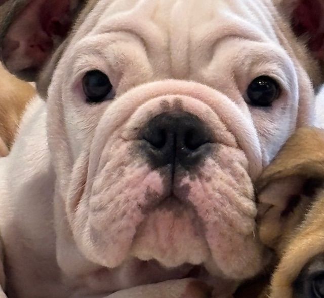 Nevada Dream Castle - Chiot disponible  - Bulldog Anglais