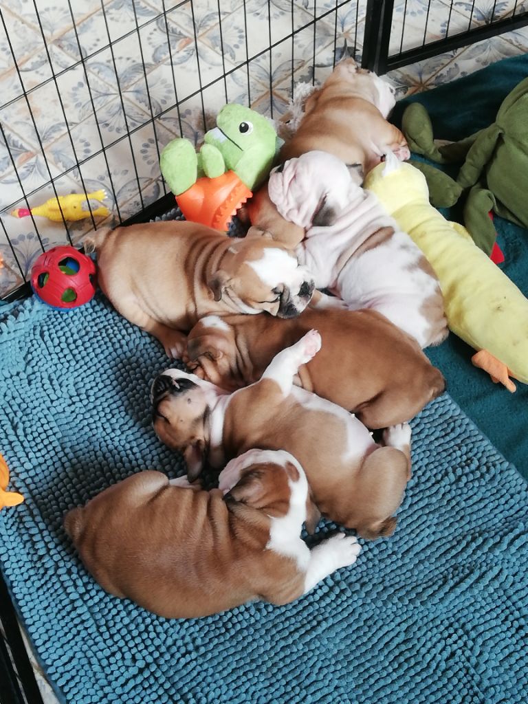 Chiot Bulldog Anglais Nevada Dream Castle