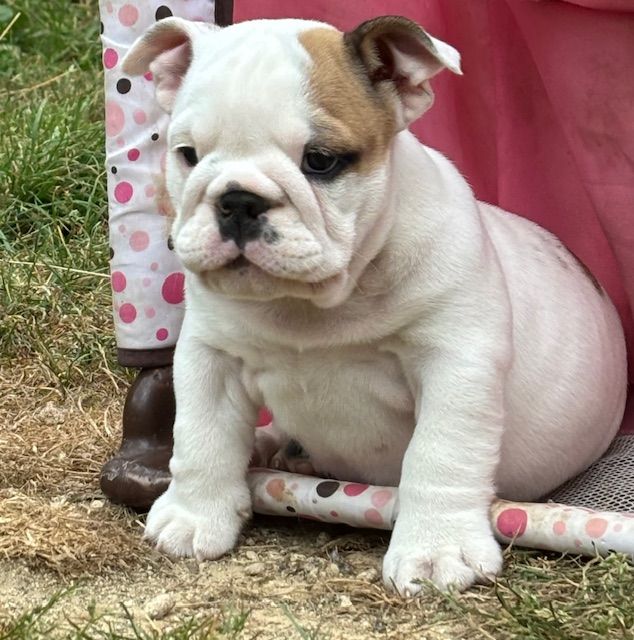 Nevada Dream Castle - Chiots disponibles - Bulldog Anglais