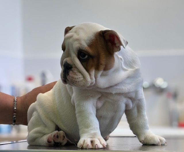 Nevada Dream Castle - Chiots disponibles - Bulldog Anglais