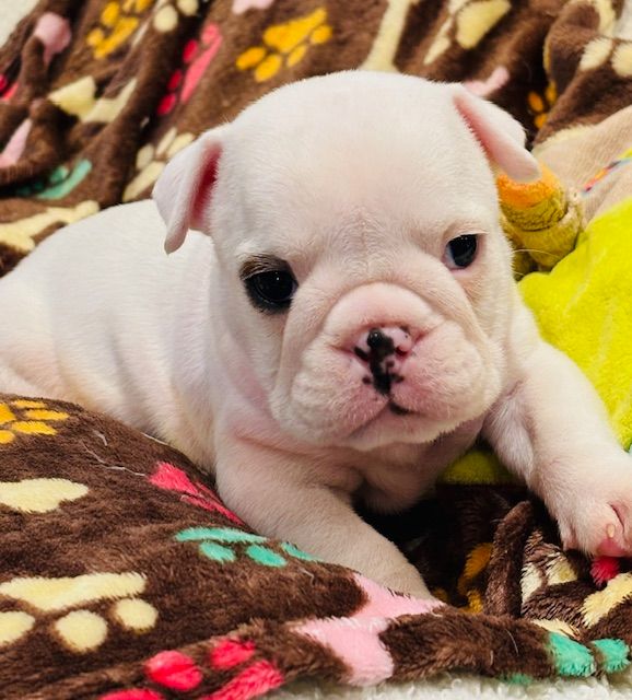 Nevada Dream Castle - Chiots disponibles - Bulldog Anglais