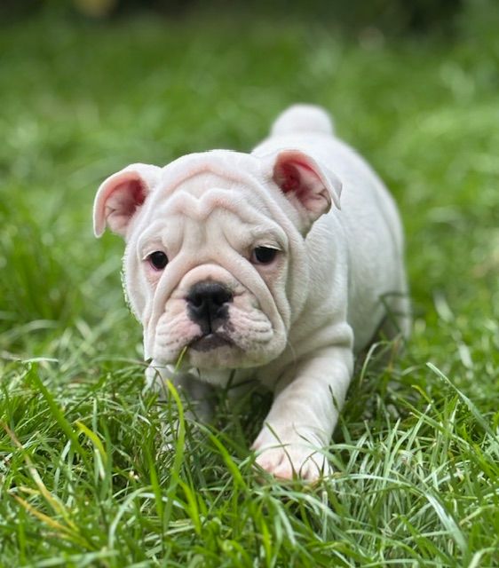 Nevada Dream Castle - Chiots disponibles - Bulldog Anglais