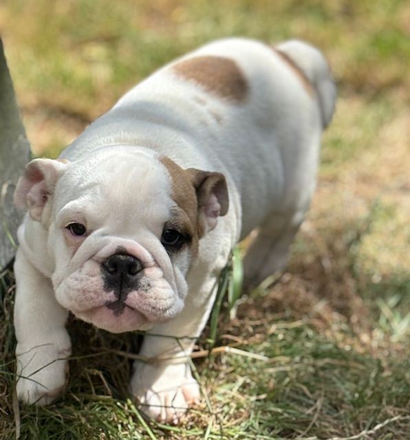 Nevada Dream Castle - Chiots disponibles - Bulldog Anglais