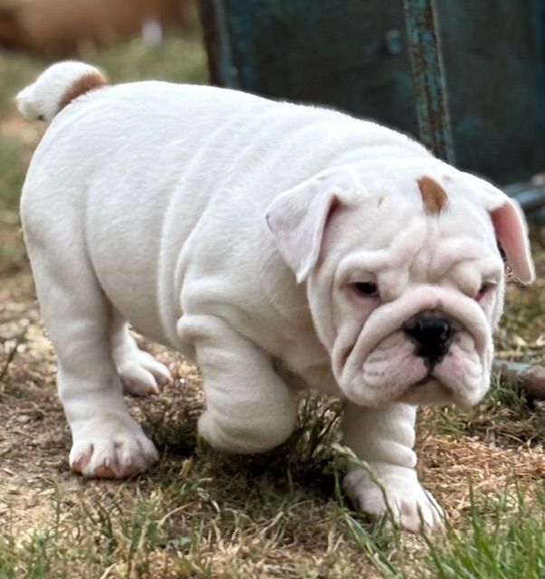 Nevada Dream Castle - Chiots disponibles - Bulldog Anglais