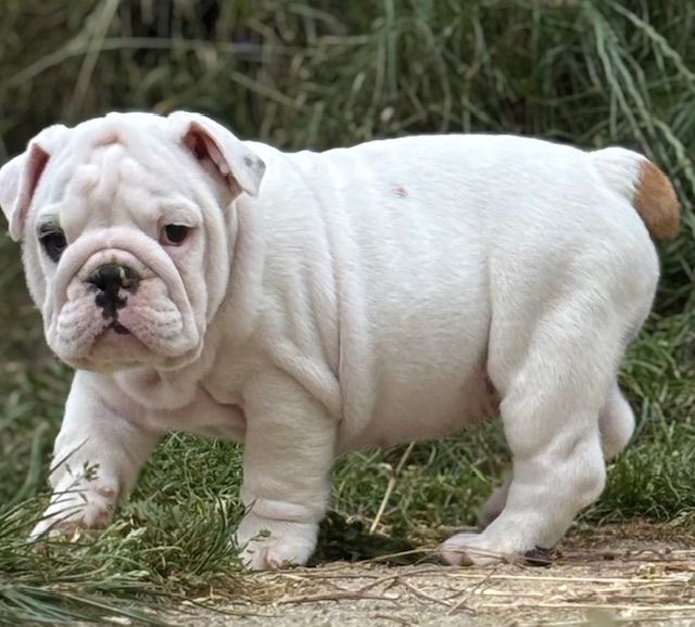 Nevada Dream Castle - Chiots disponibles - Bulldog Anglais