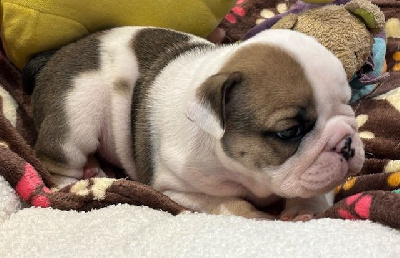 CHIOT 3