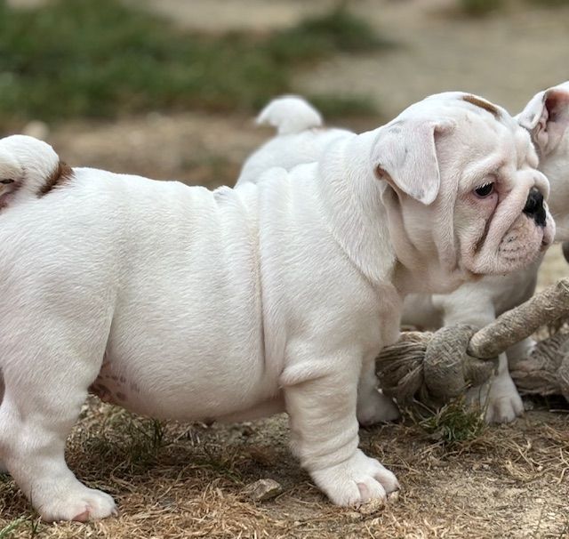 Nevada Dream Castle - Chiots disponibles - Bulldog Anglais