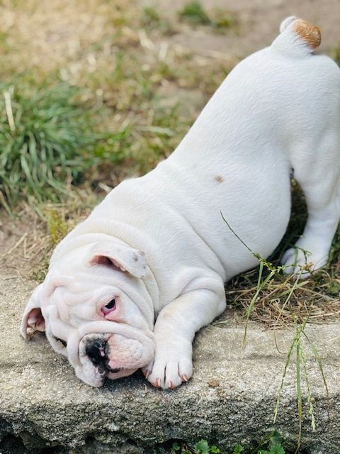 Nevada Dream Castle - Chiots disponibles - Bulldog Anglais