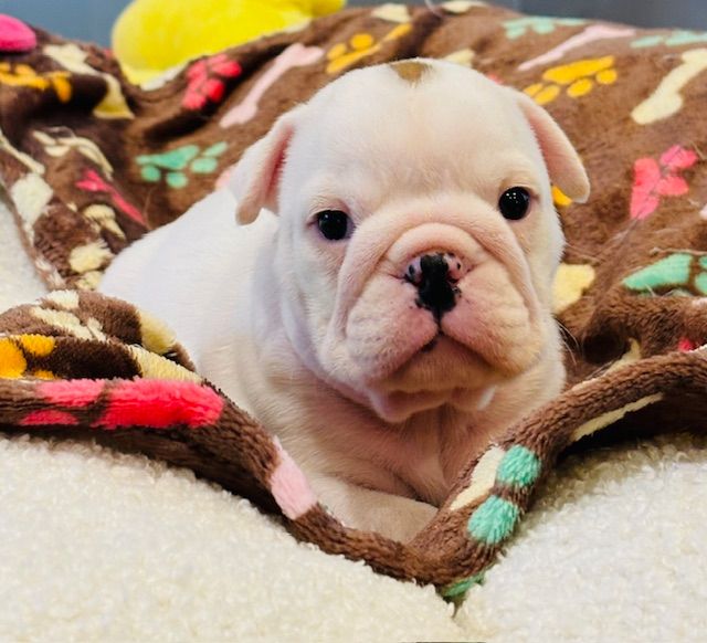 Nevada Dream Castle - Chiots disponibles - Bulldog Anglais