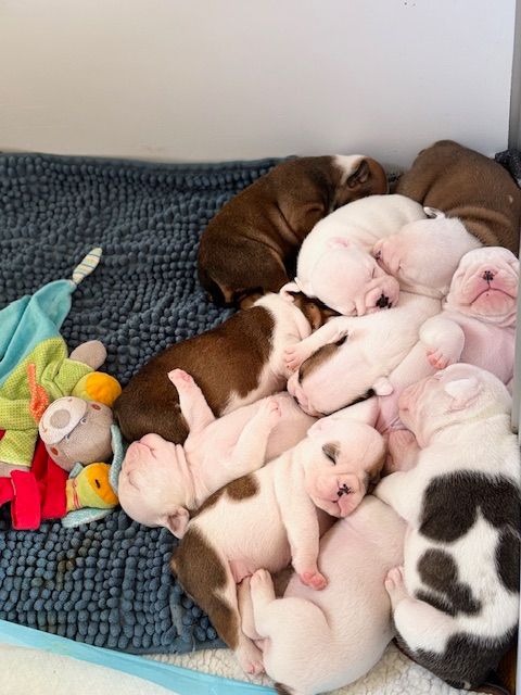Chiot Bulldog Anglais Nevada Dream Castle